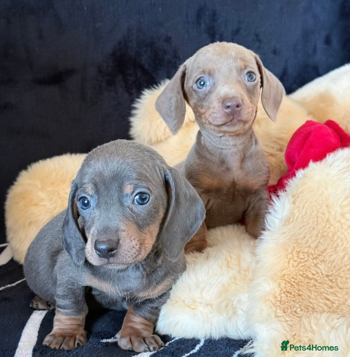 Miniature Dachshund dogs Beautiful Dachshund Puppies (Males) - Advert 1