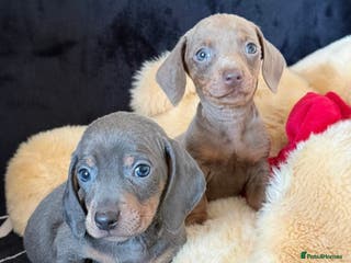 Miniature Dachshund dogs Beautiful Dachshund Puppies (Males) - Advert 3