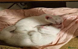Siamese cats for sale: Siamese /balinese cross kittens - Image 8