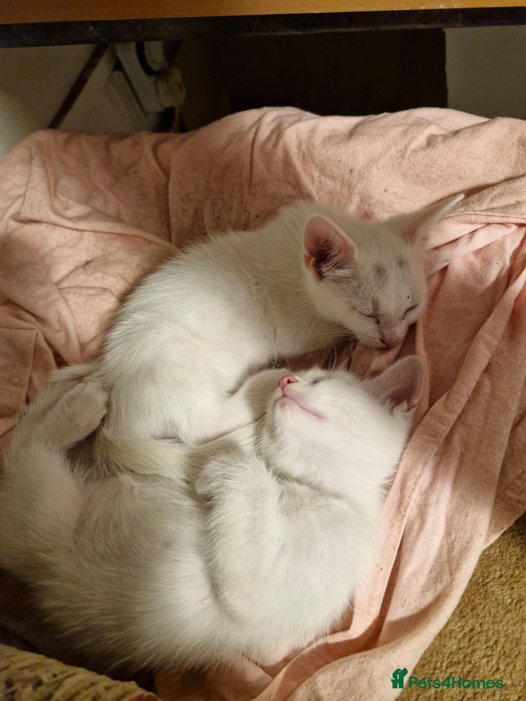 Siamese cats for sale: Siamese /balinese cross kittens - Image 8