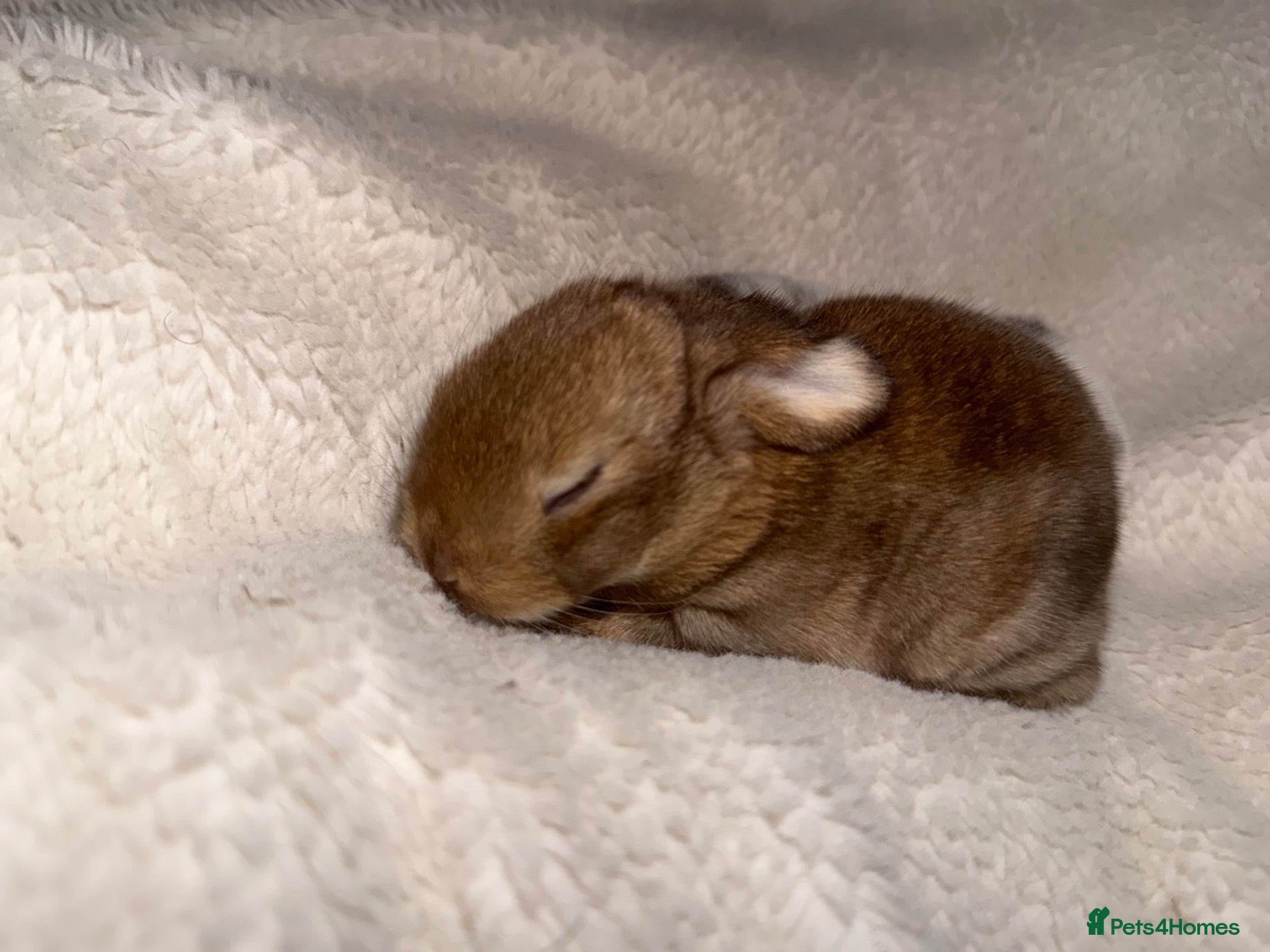 Mini Lop rabbits Mini lop bunnies  - Advert 1