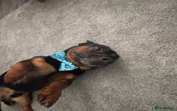 Chiweenie dogs for sale: Chiweenie - Image 3