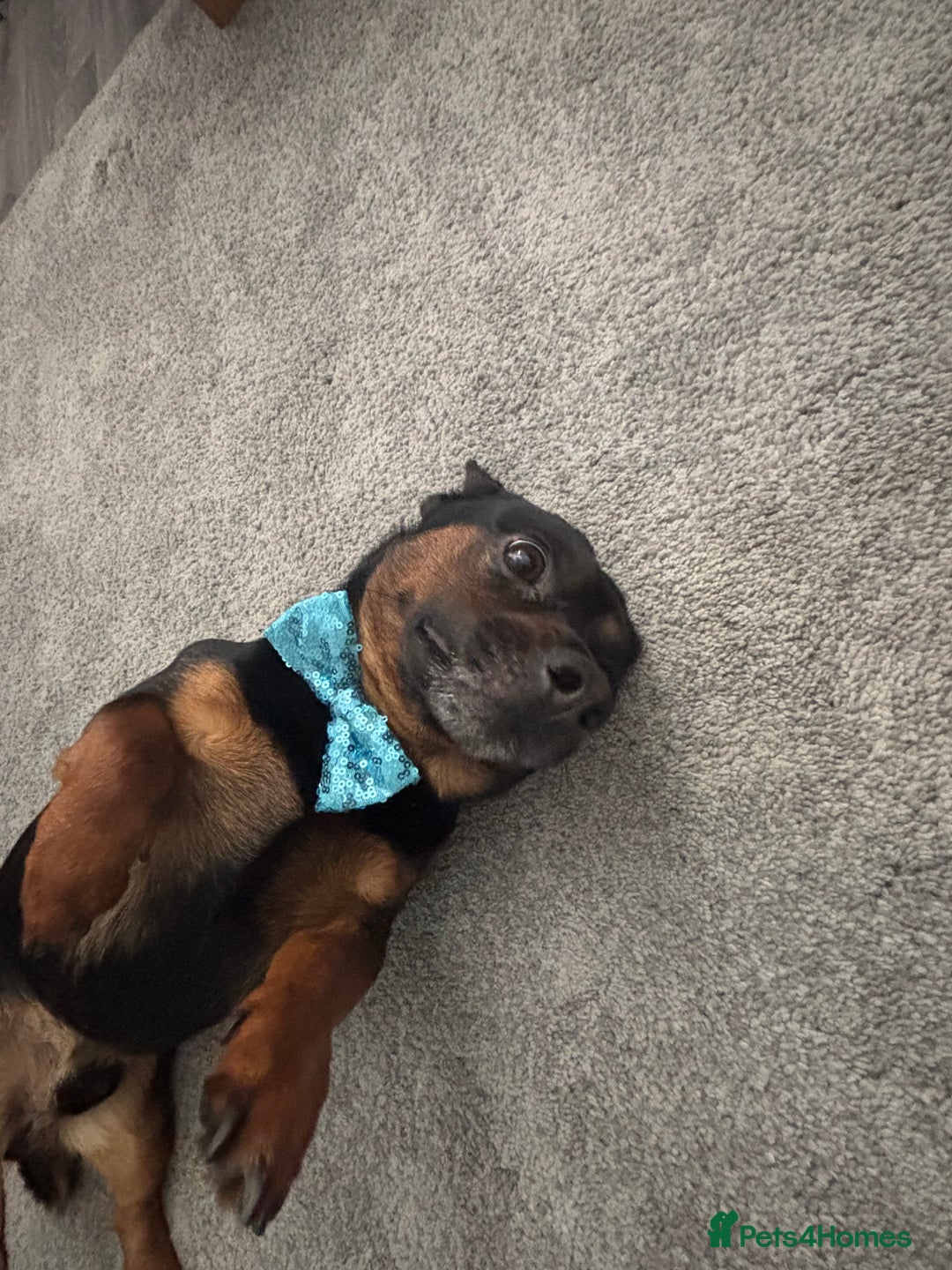 Chiweenie dogs for sale: Chiweenie - Image 3