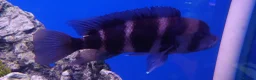 Other/Mixed Breed fish for sale: Full Aquatic Stocklist Manchester Pet's & Aquatics - Advert 22
