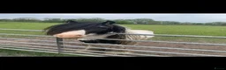Irish Cob horses for sale: Sweet cob - Advert 4
