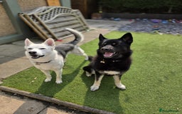 Mixed Breed dogs for sale: Apollo - 1 year old shepsky - Image 5