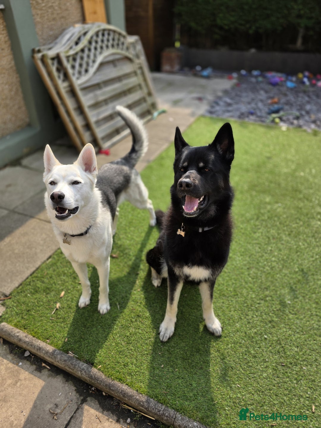 Mixed Breed dogs for sale: Apollo - 1 year old shepsky - Image 5
