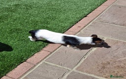Jack Russell dogs for sale: Tri colour miniature jack russell  - Image 5