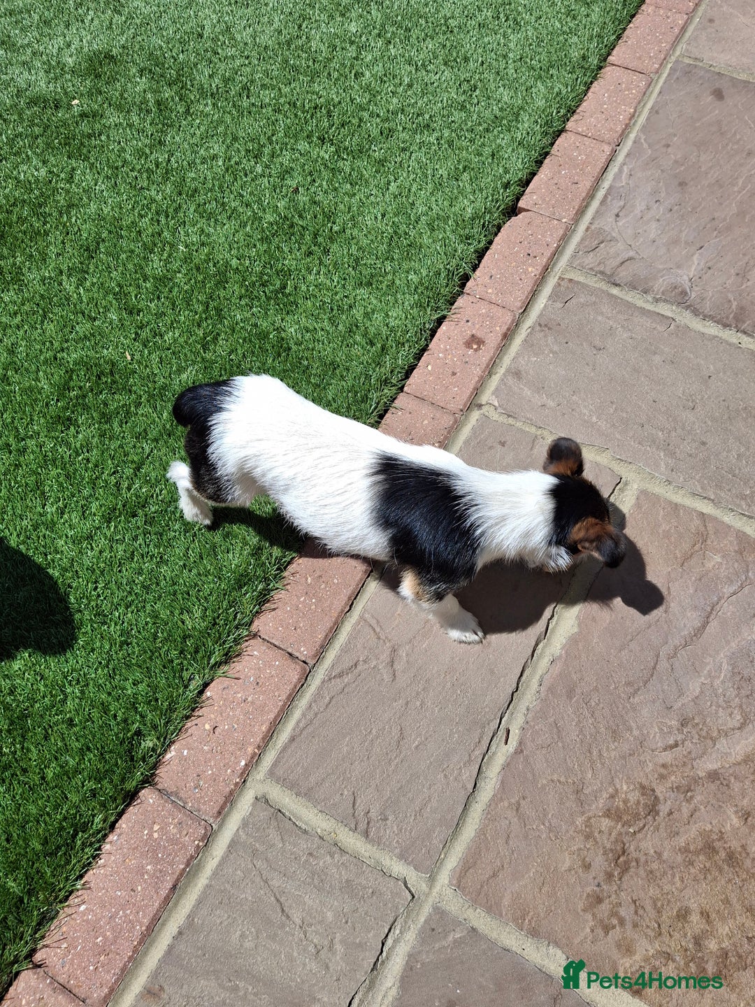 Jack Russell dogs for sale: Tri colour miniature jack russell  - Image 5