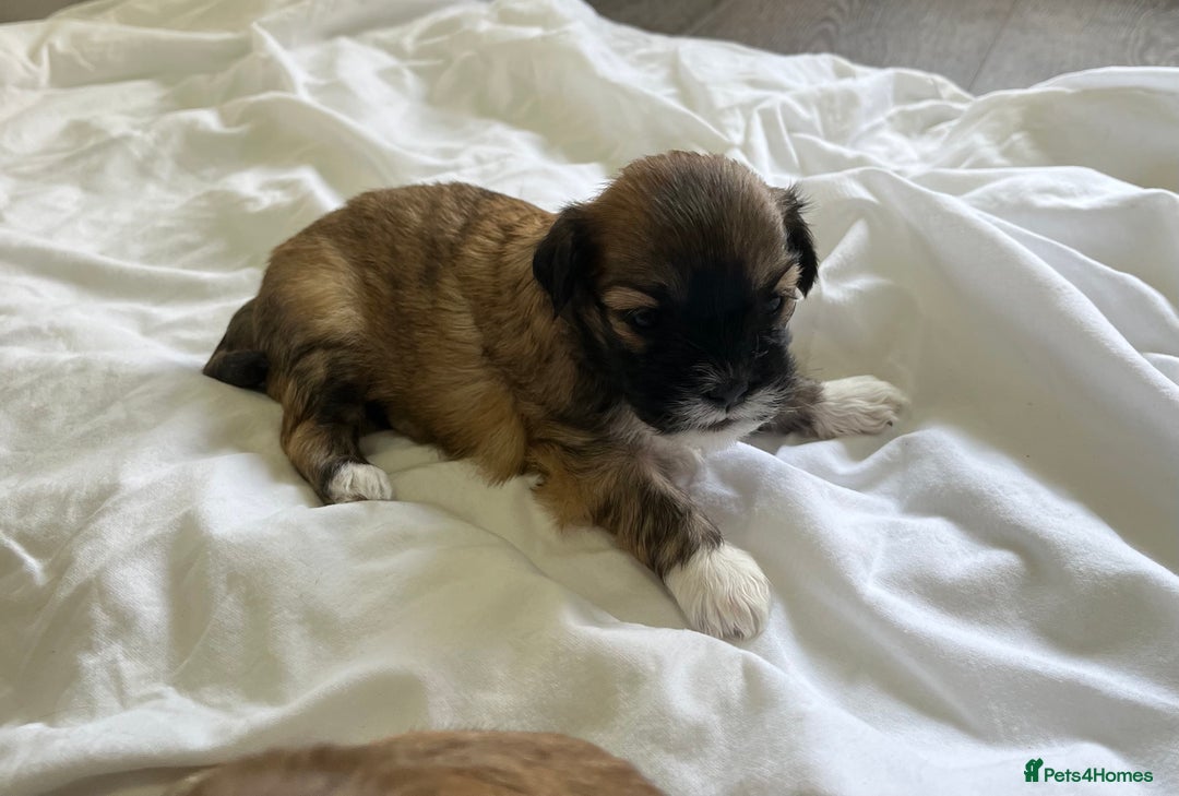 Lhasa Apso dogs for sale: Lhasa apso puppies 🐶 - Image 7