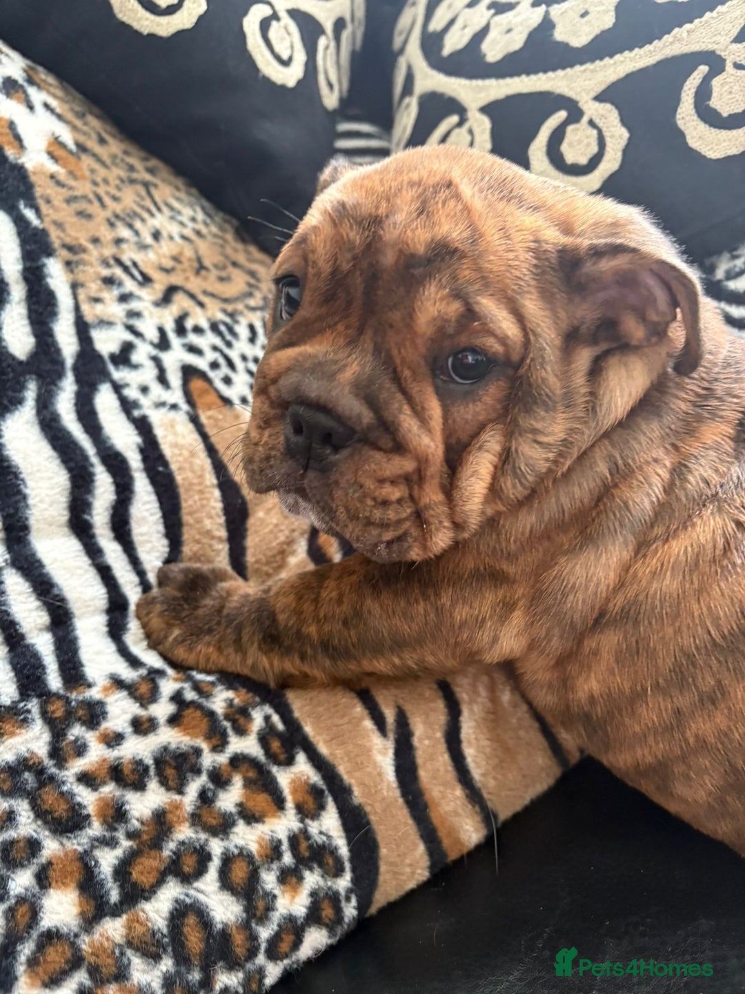 English Bulldog dogs for sale: BRITISH BULL DOG - Image 11