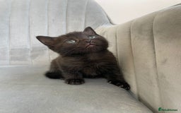 Mixed Breed cats for sale: Adorable kittens  - Image 2