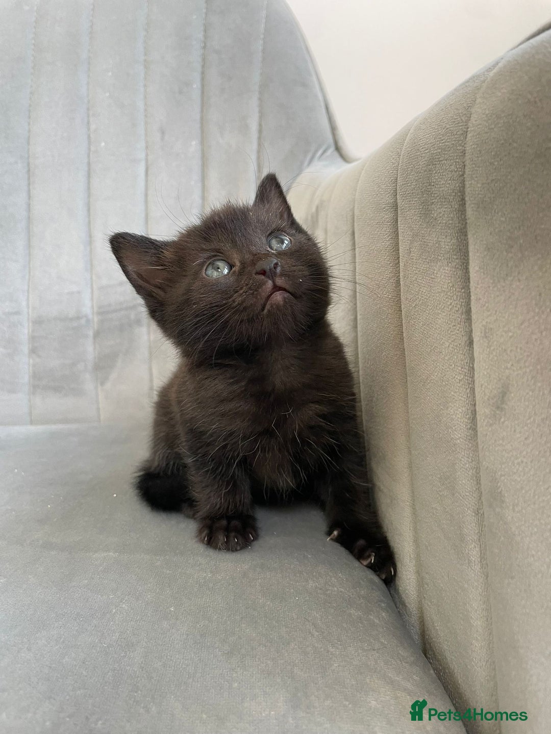 Mixed Breed cats for sale: Adorable kittens  - Image 2