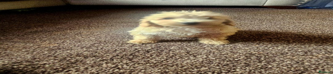 Miniature Poodle Puppy 3