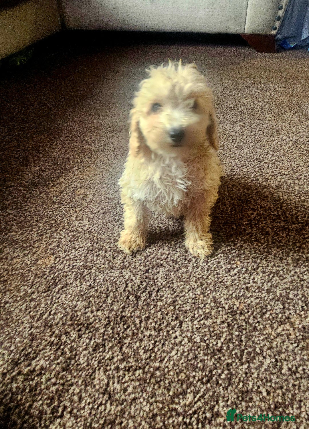 Miniature Poodle dogs for sale: Miniature poodles puppies  - Image 2