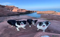 Border Collie dogs for stud: Beautiful Border Collie for Stud - Image 9