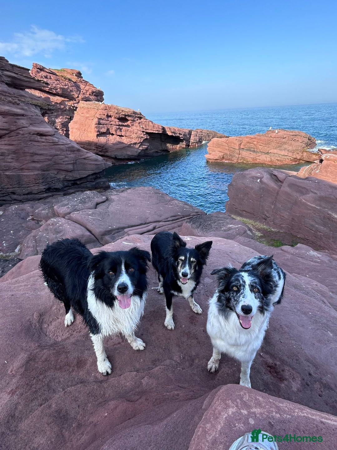 Border Collie dogs for stud: Beautiful Border Collie for Stud - Image 9