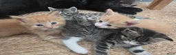 Mixed Breed cats for sale: Ginger fluffy female and black and white male - Advert 6