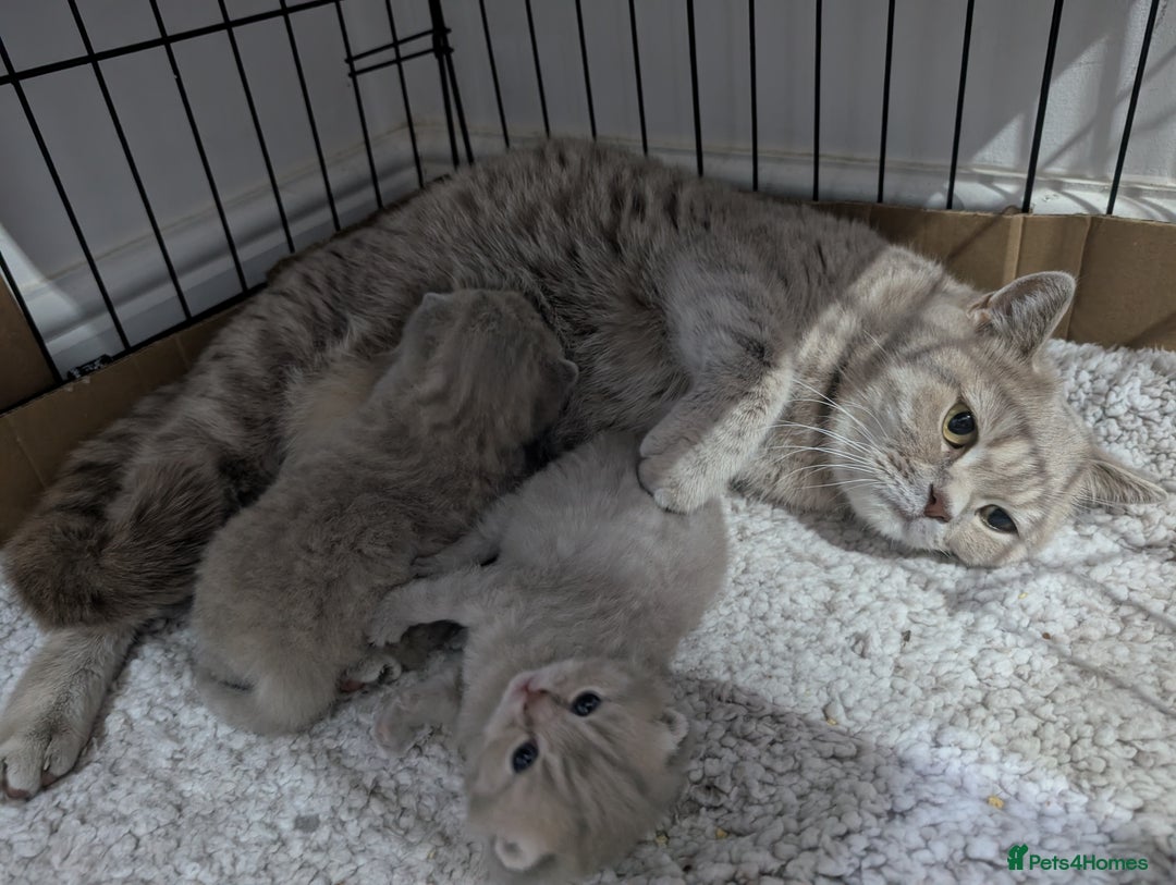 British Shorthair cats for sale: British Shorthair Kittens GCCF Pedigree Registered - Advert 5