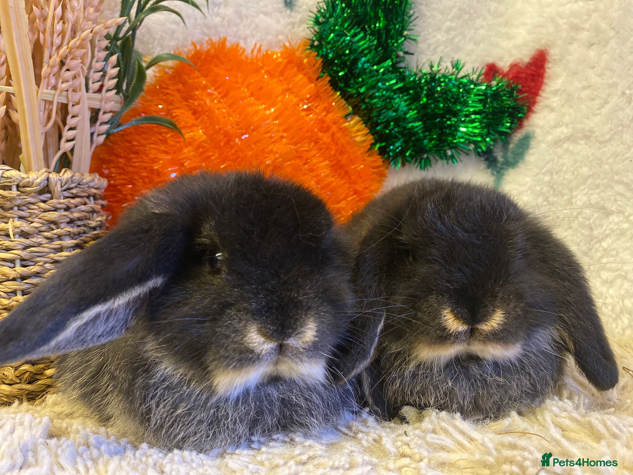 Mini Lop rabbits Mini lops - Advert 13