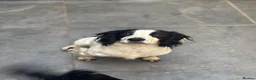 Cocker Spaniel dogs for sale: Kc health tested working cocker pups - Advert 15