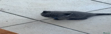 British Longhair blue 