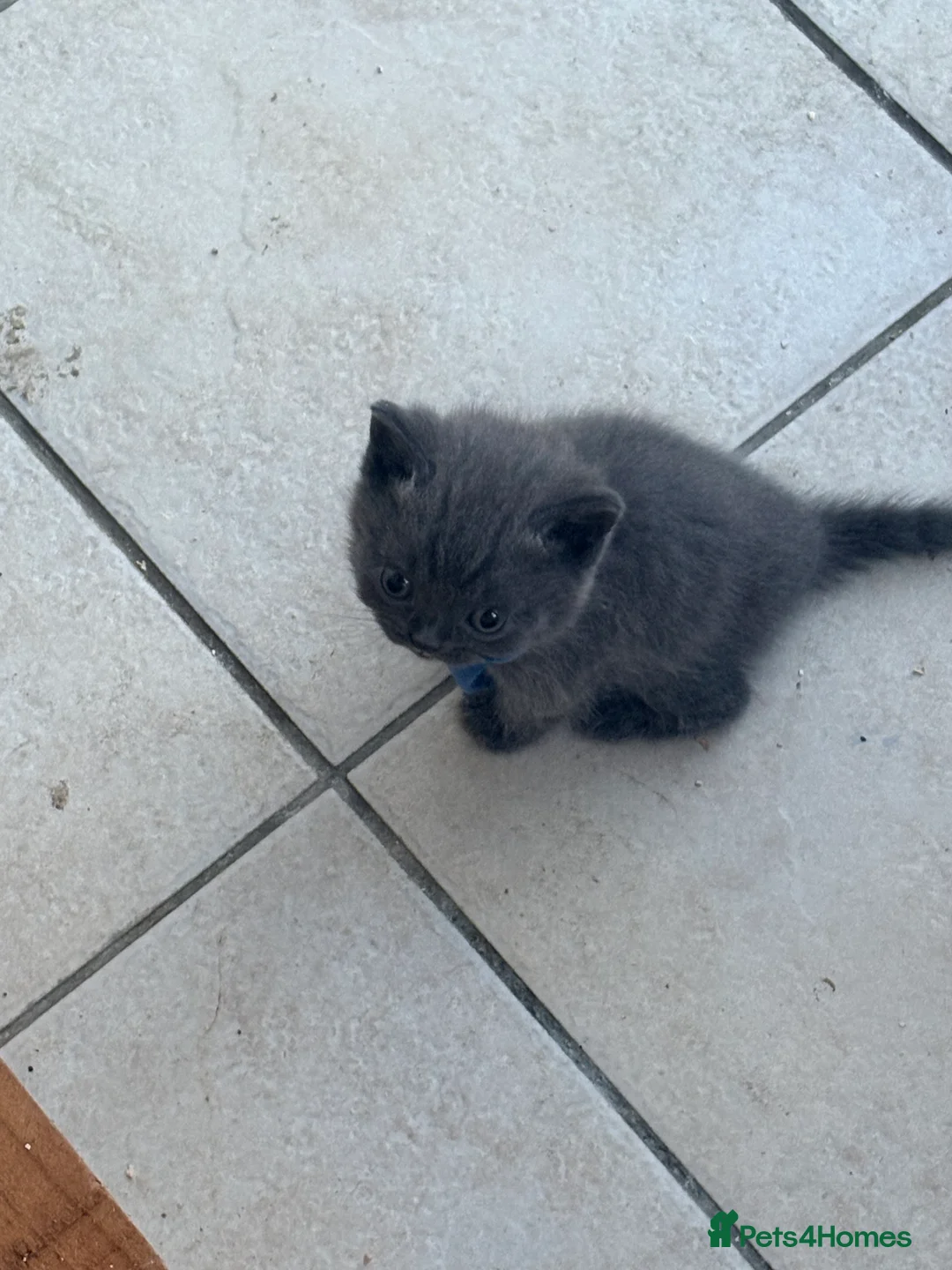 British Longhair cats for sale: British long hair kittens  - Advert 2