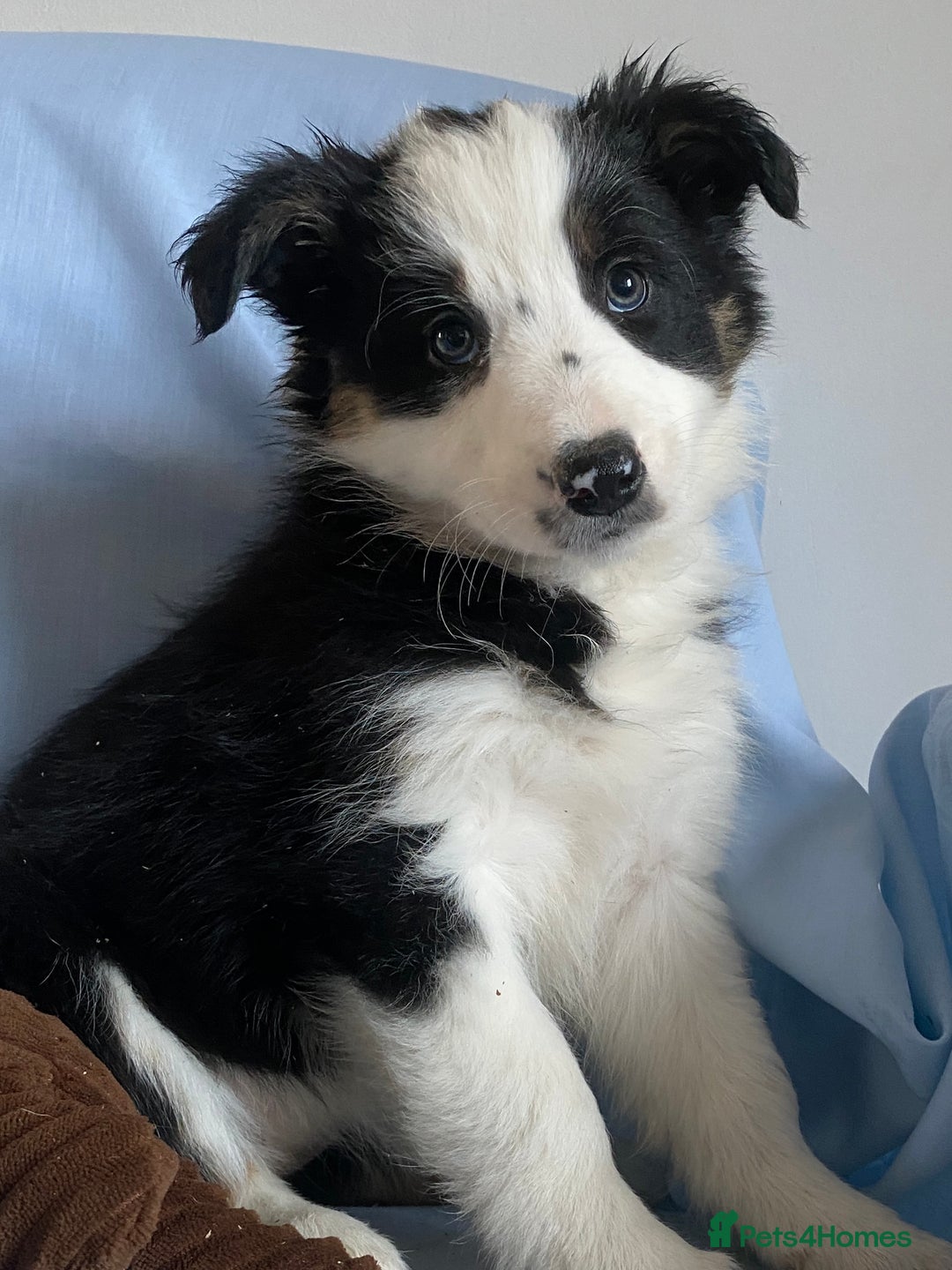 Border Collie dogs for sale: Border Collie Puppies | Health Tested Parents - Advert 7