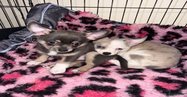 Chihuahua dogs - Advert 9