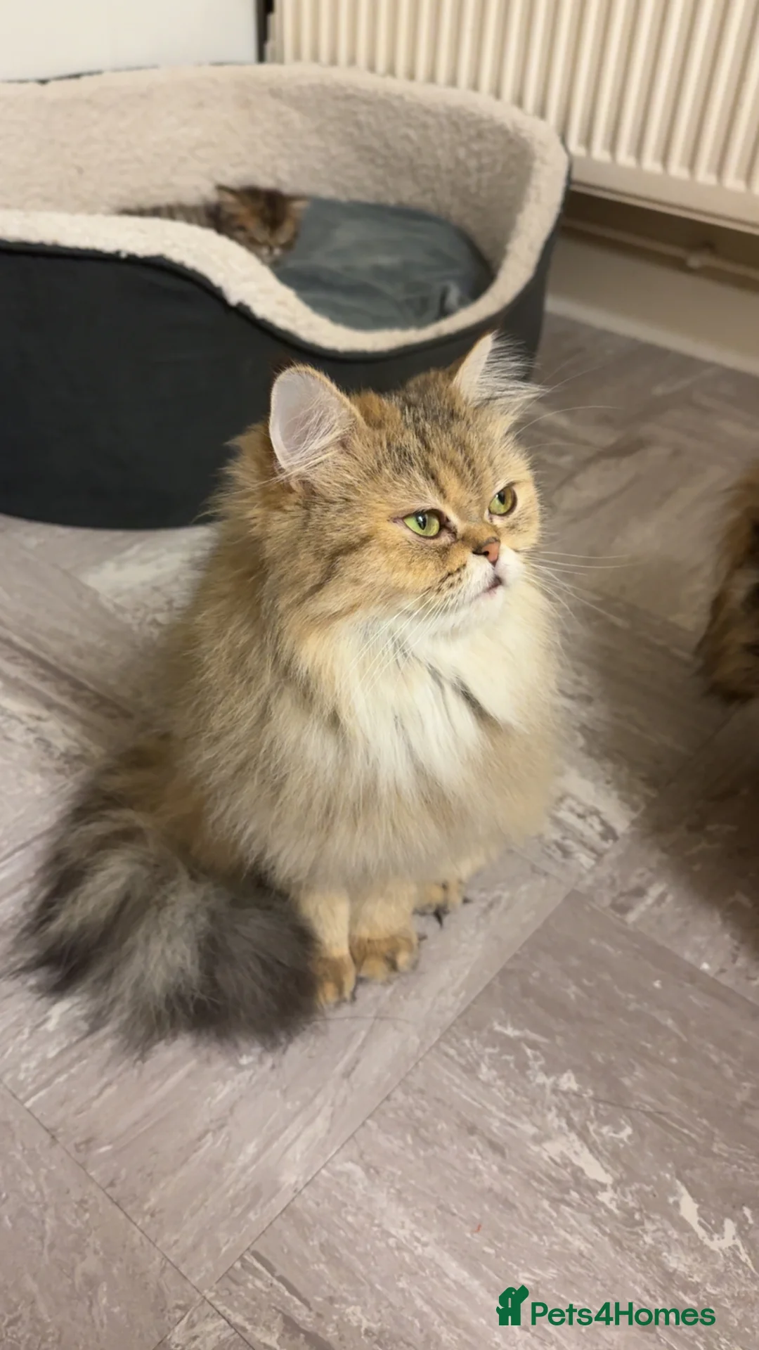 Persian cats for sale: Golden shaded / Solid brown blue Persian 🌟 - Advert 12
