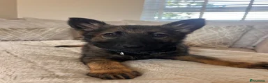 German Shepherd 3