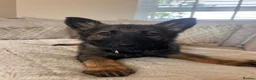 German Shepherd dogs for sale: Available now looking for there forever homes  - Advert 3