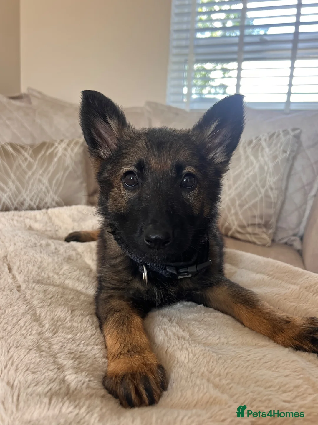 German Shepherd dogs for sale: Available now looking for there forever homes  - Advert 2