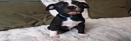 Mixed Breed dogs for sale: Olde English Bulldogge/Staffy Collie - Advert 25