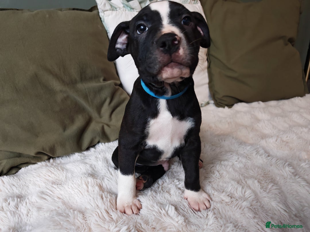 Mixed Breed dogs for sale: Olde English Bulldogge/Staffy Collie - Advert 25