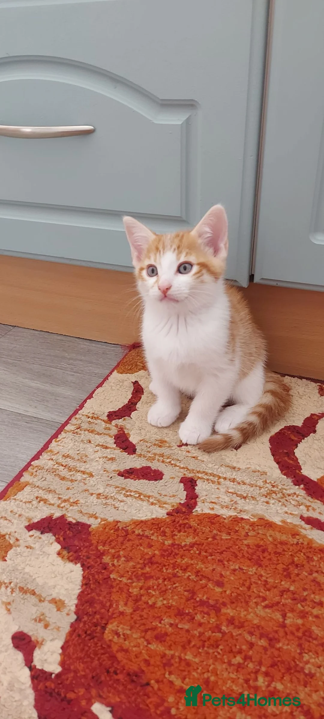 Mixed Breed cats for sale: Kittens for sale(each) - Advert 11