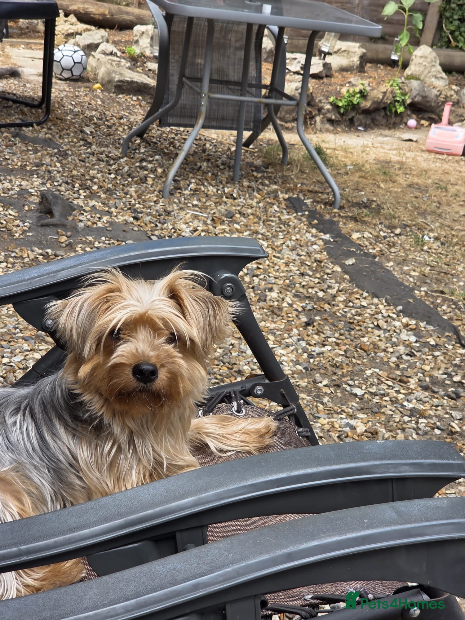 Yorkshire Terrier dogs Loving Daisy  - Advert 10