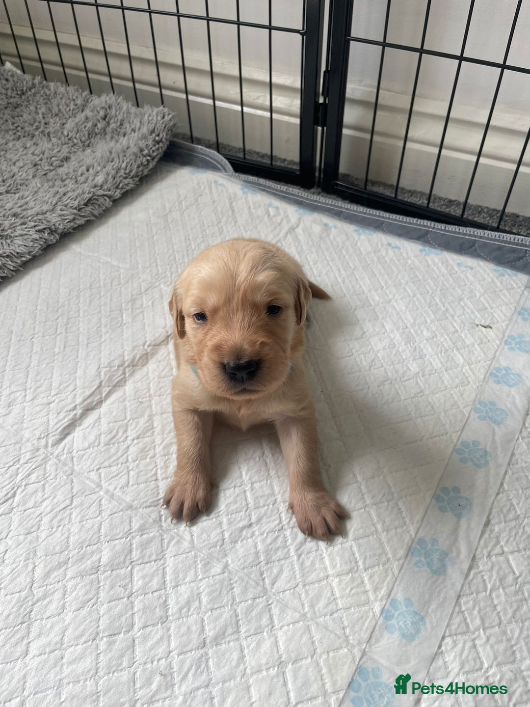 Golden Retriever dogs for sale: Golden retriever pups looking for forever homes  - Image 2