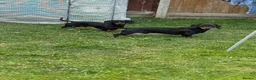 Dachshund dogs for sale: 2 loving boys looking for forever home together  in Sandwich - Advert 4