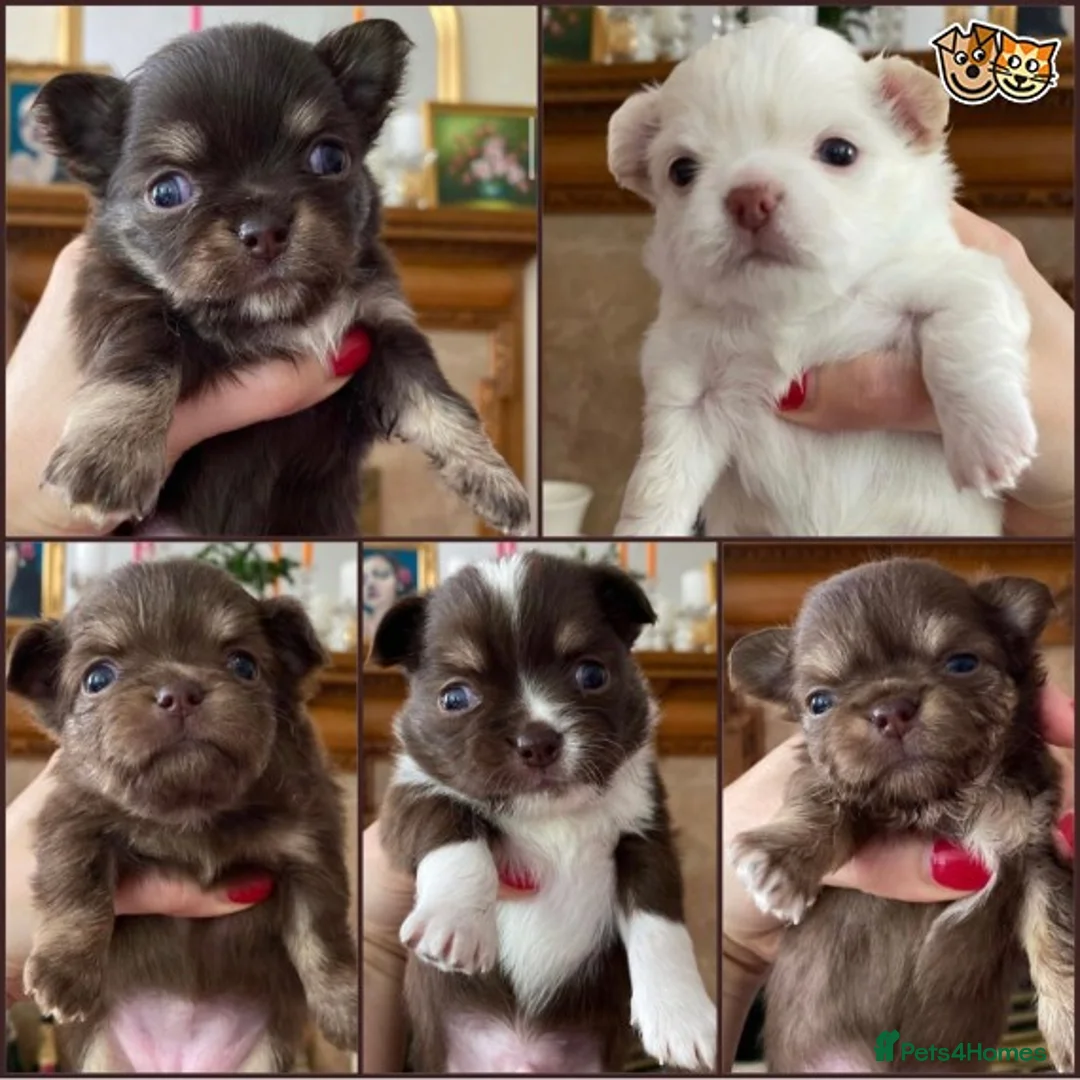 Chihuahua dogs for stud: KC Lilac Tri Long Coat Chihuahua Well Proven Stud in Washington - Advert 2