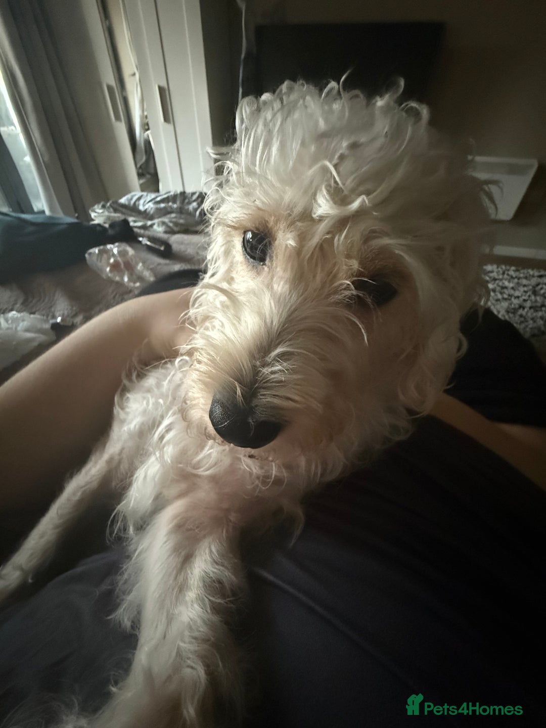 Cockapoo dogs for sale: Poodle mixed dog - Image 5