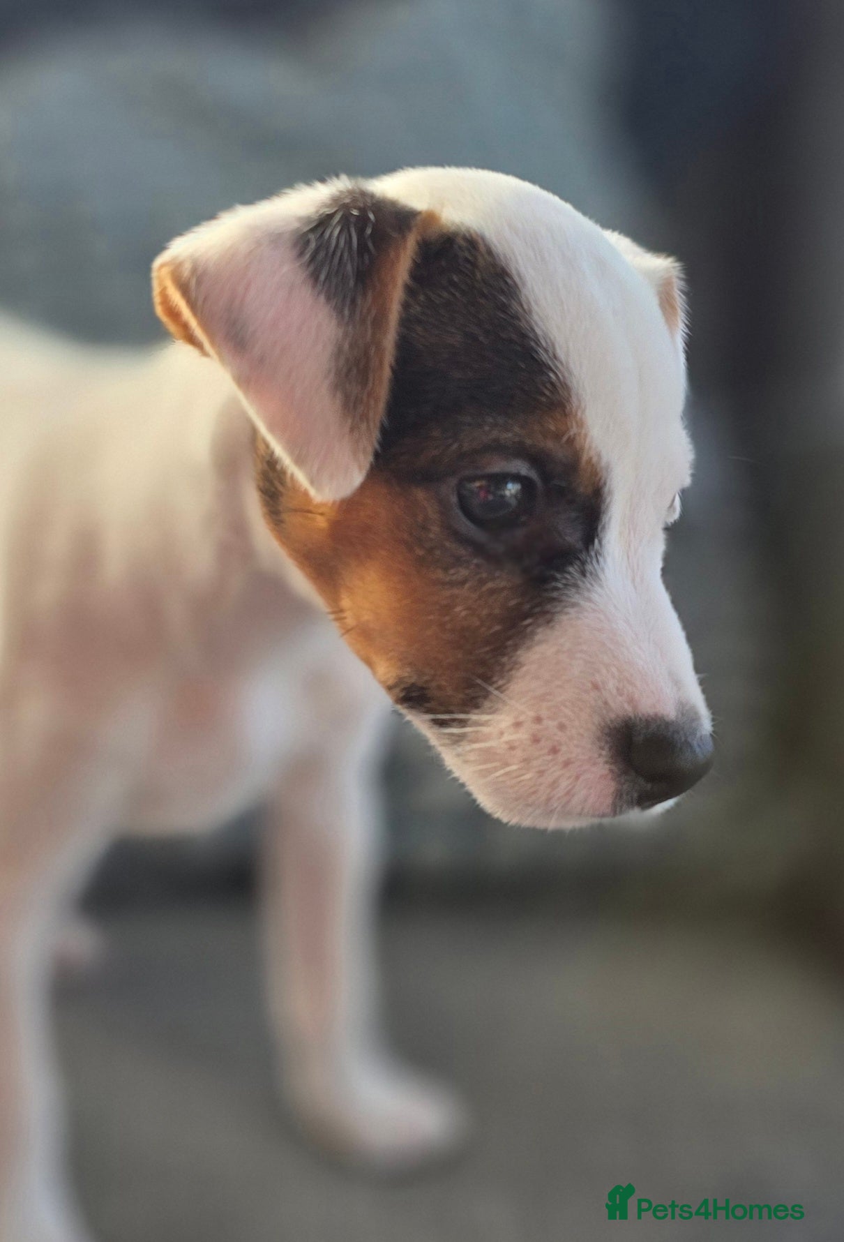 Parson Russell dogs Parson Russell Puppies - Advert 1