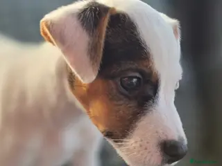 Parson Russell dogs Parson Russell Puppies - Advert 5