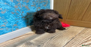 Labradoodle dogs in Chard - Advert 2