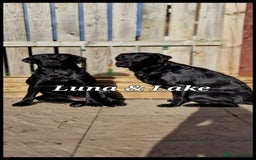 Labrador Retriever dogs for sale: 💫Stunning chocolate and black labrador pups 💫 - Image 21