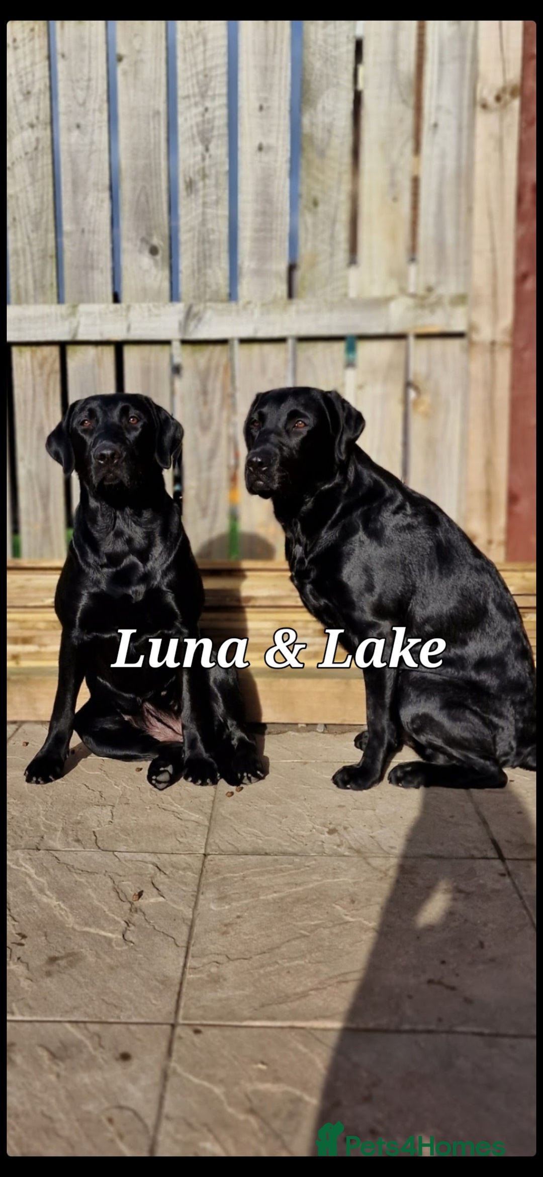 Labrador Retriever dogs for sale: 💫Stunning chocolate and black labrador pups 💫 - Image 21