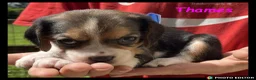 Beaglier dogs for sale: Beautiful Beaglier Bundles 🌸 - Advert 25