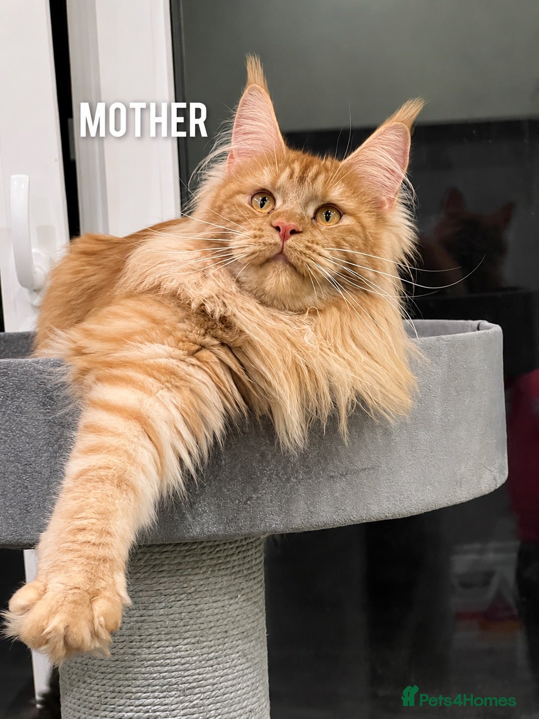 Maine Coon cats Beautiful Russian Bloodline Maine Coon Kittens - Advert 2