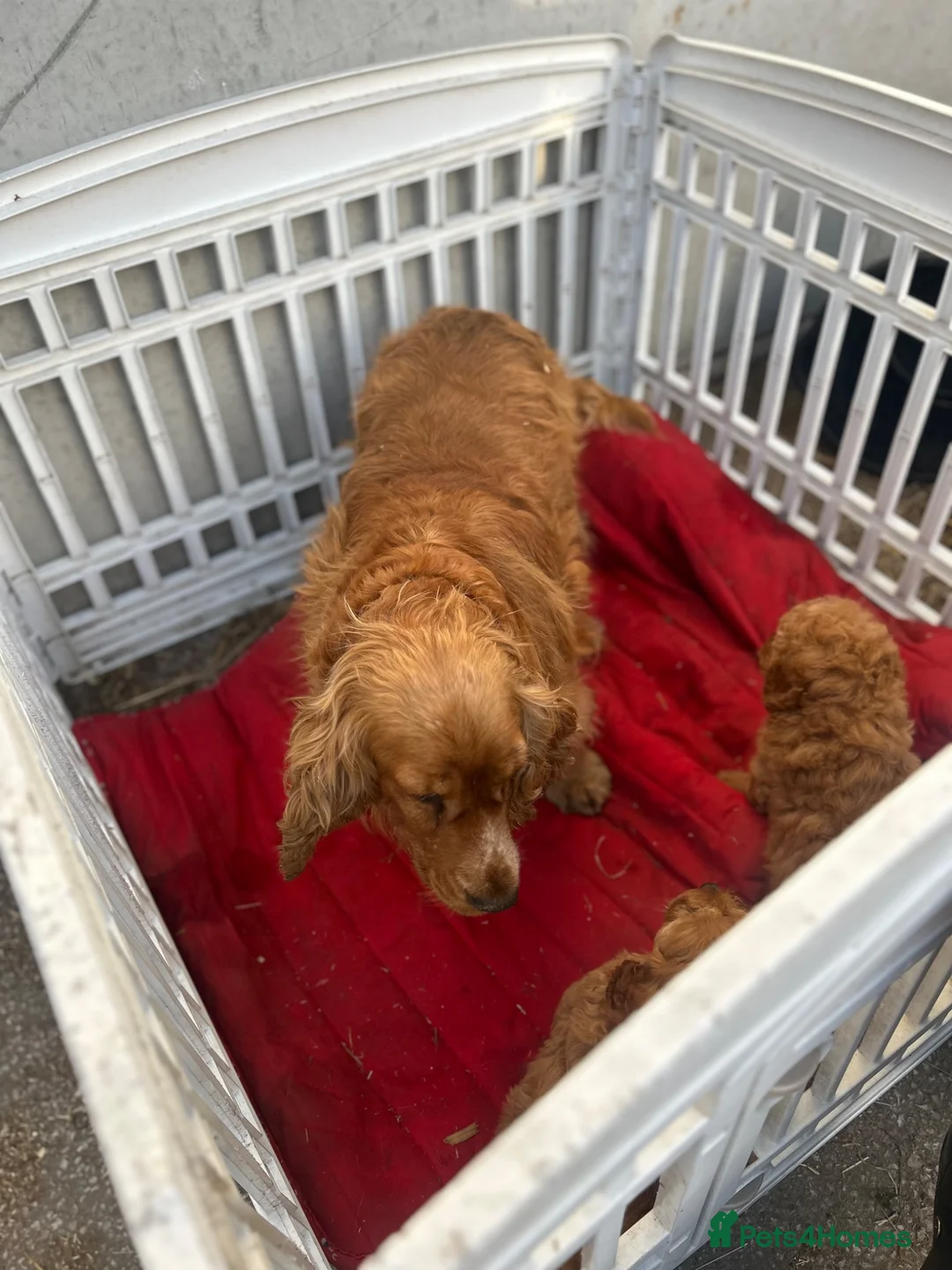 Cockapoo dogs for sale: Cockapoo Puppies  - Advert 10
