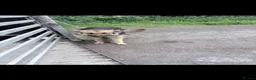 German Shepherd dogs for sale: German shepherd puppies - Advert 2